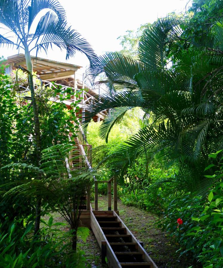 Eden Jungle Lodge Бокас Екстер'єр фото
