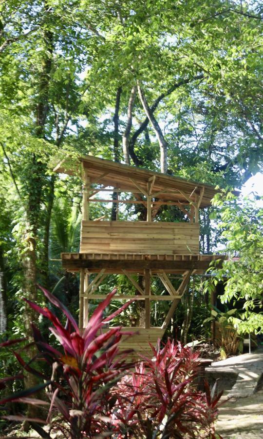 Eden Jungle Lodge Бокас Екстер'єр фото