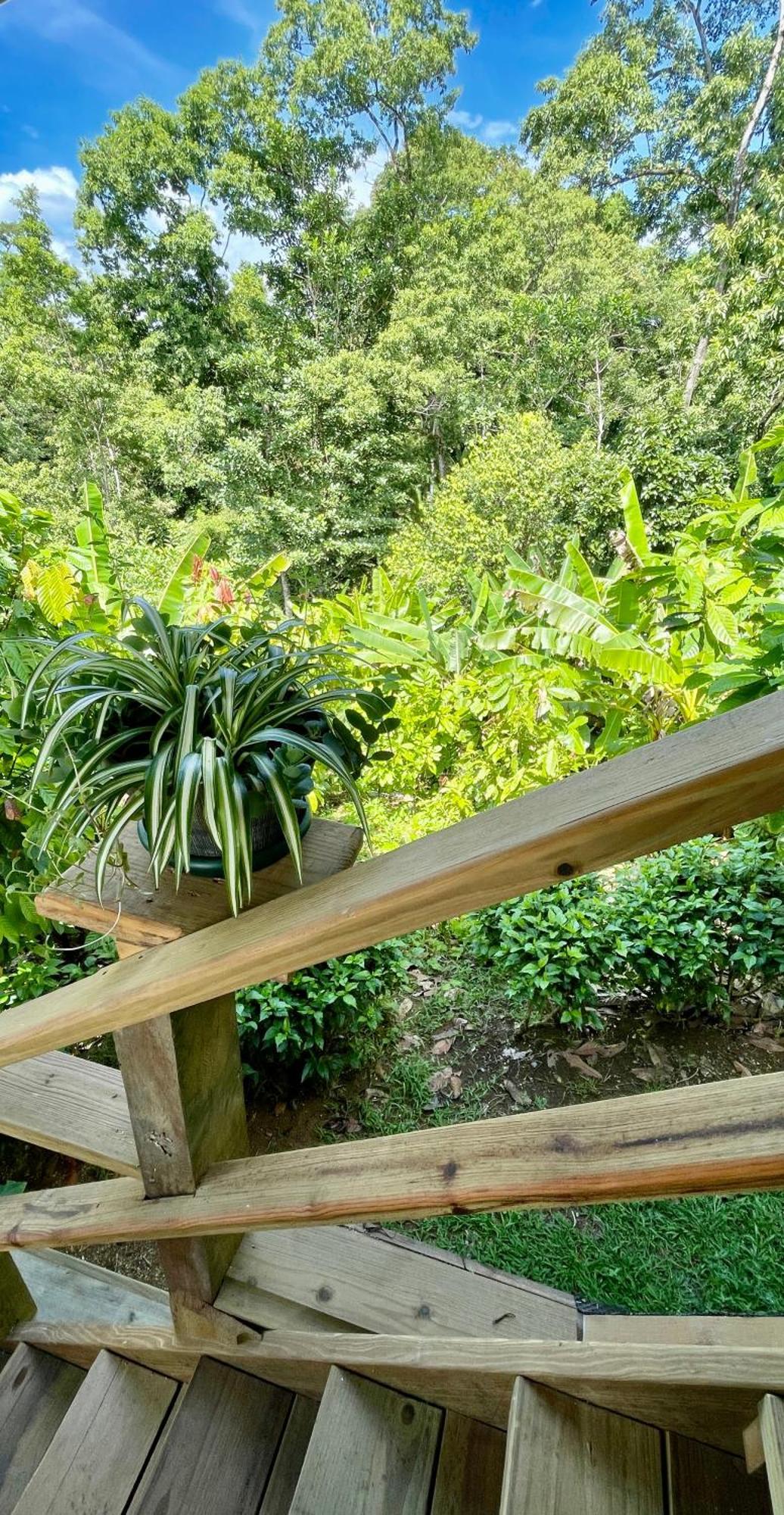 Eden Jungle Lodge Бокас Екстер'єр фото